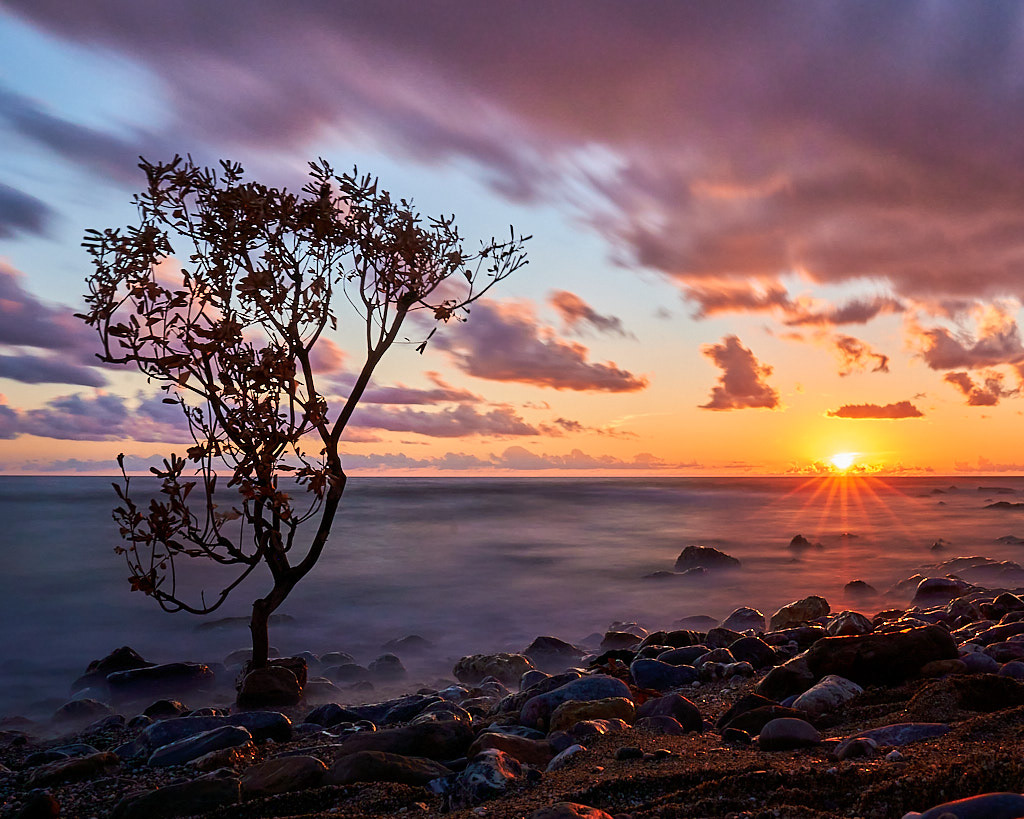 Belvedere Marittimo, Italy - The tree that loves the sea