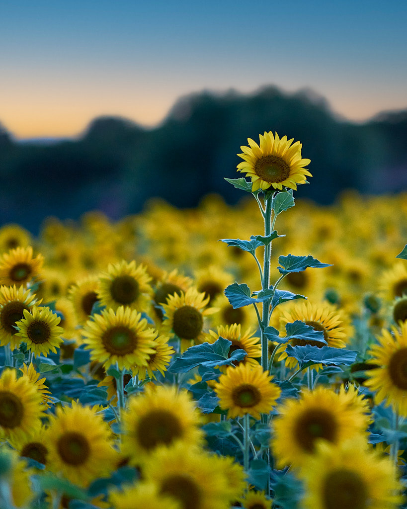 Emergere - Sunflower Hero