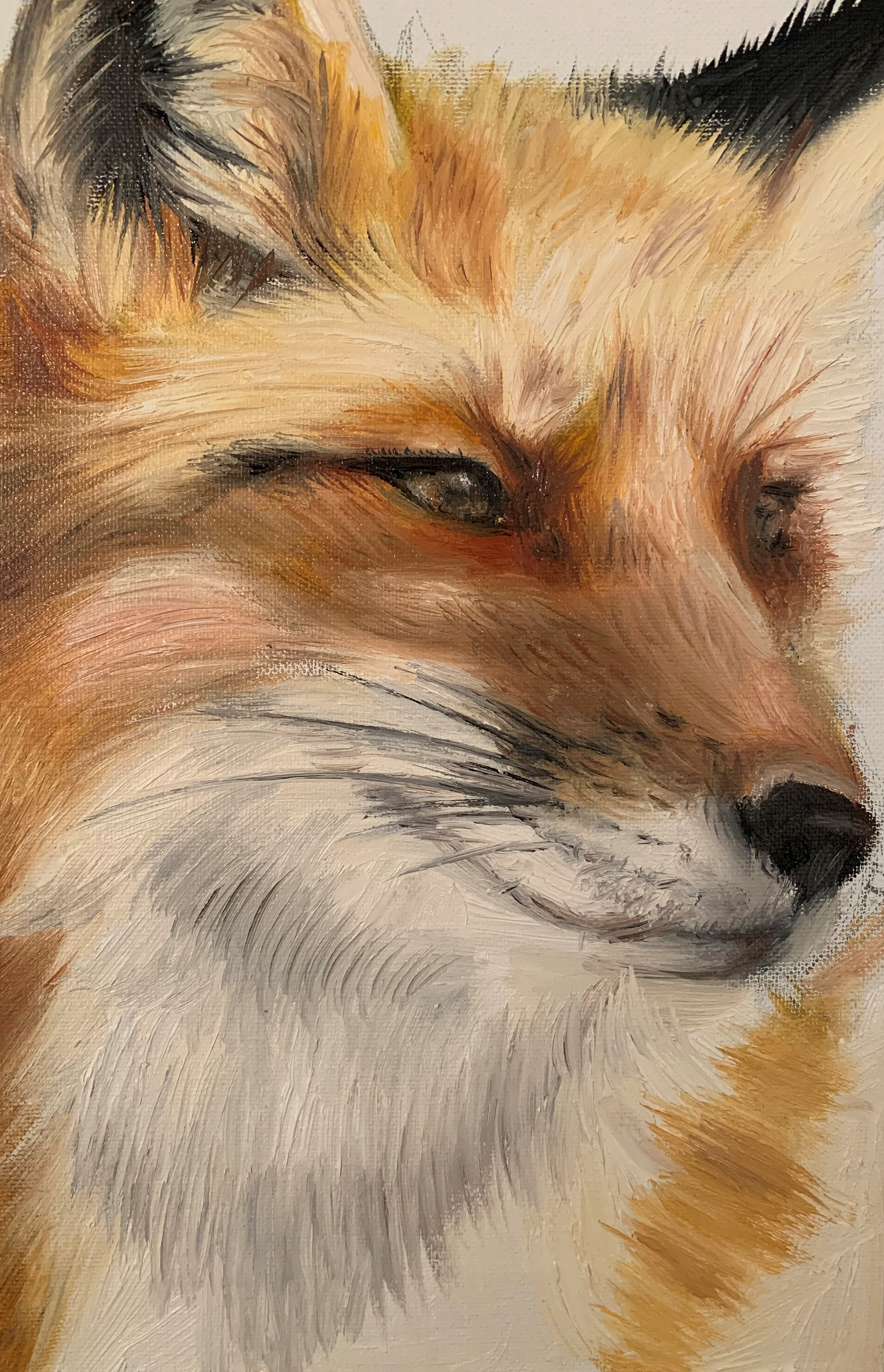 Fox, A4, Oil, Paper