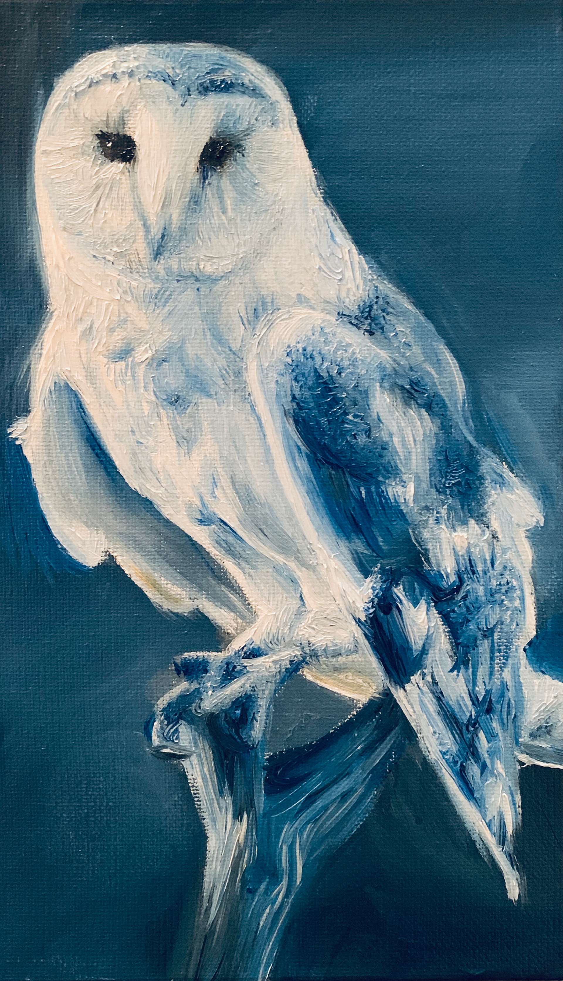 Barn Owl, A4, Oil, Canvas