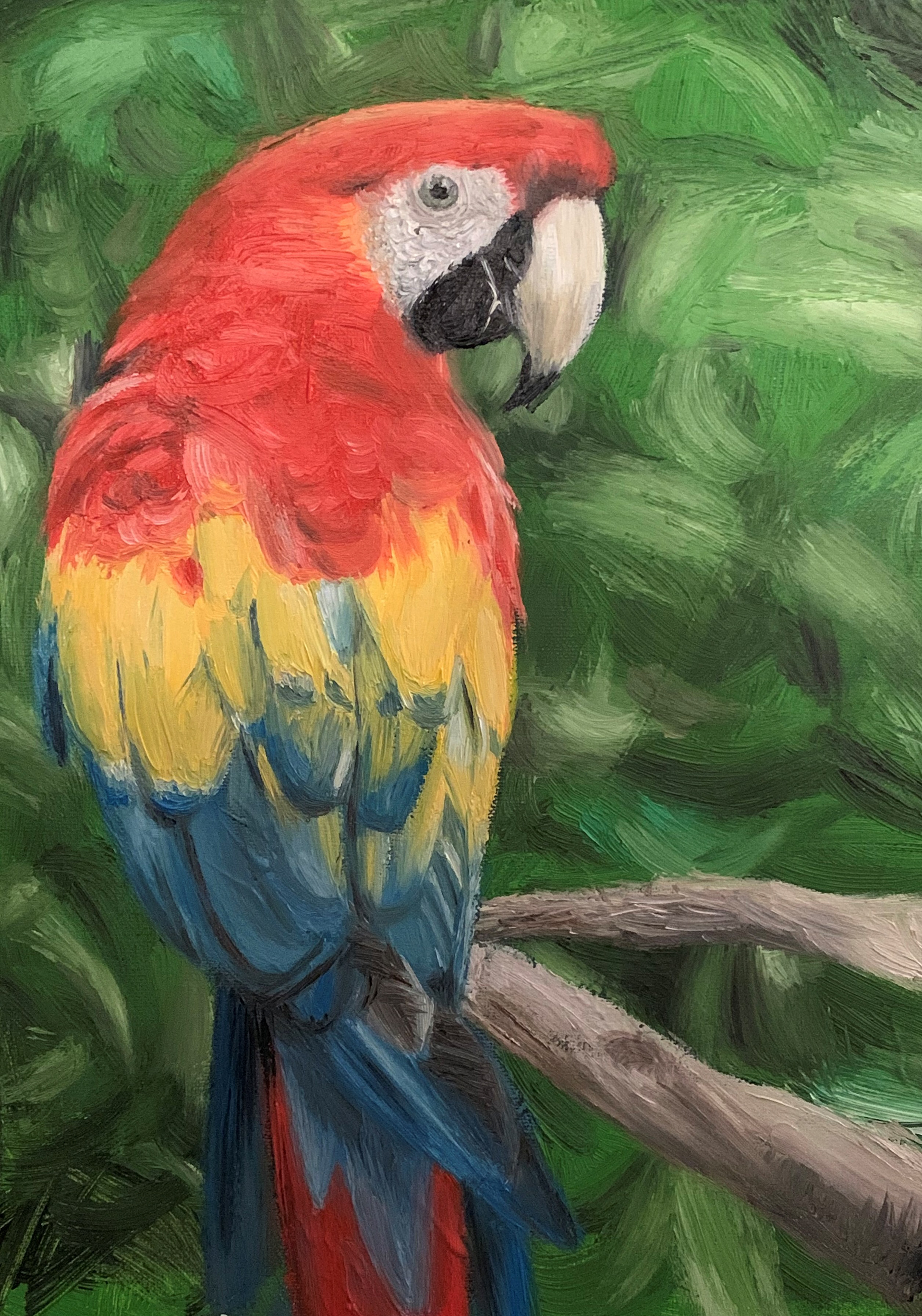 Macaw, A4, Oil, Canvas