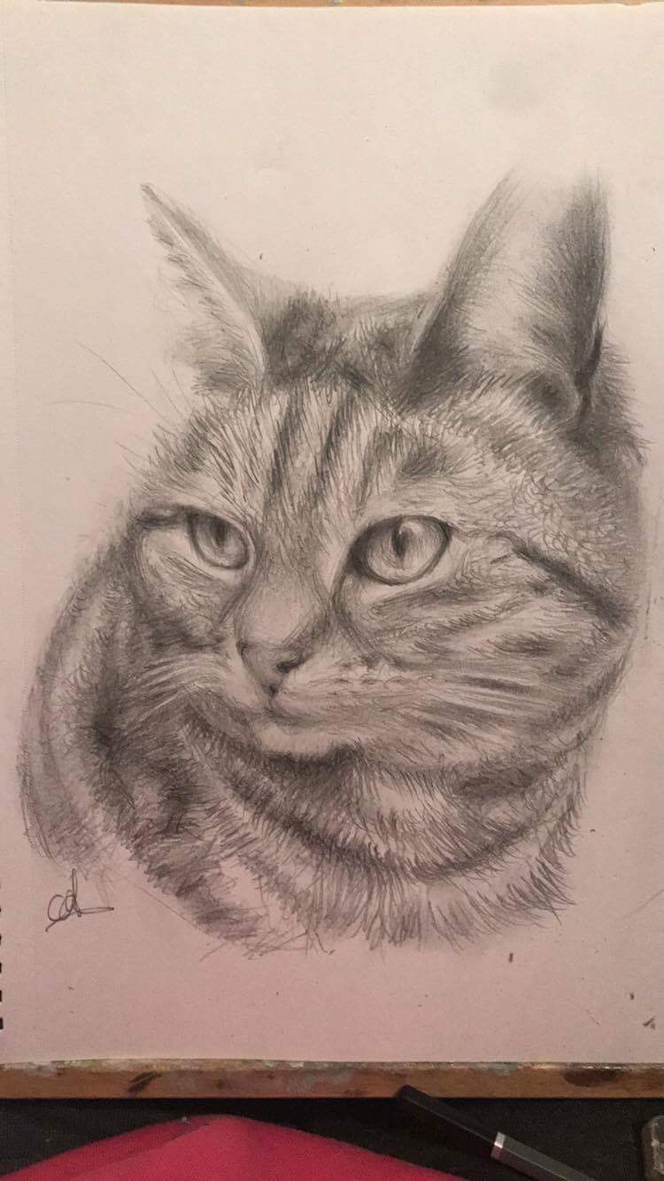 Rose, A4, Pencil, Paper