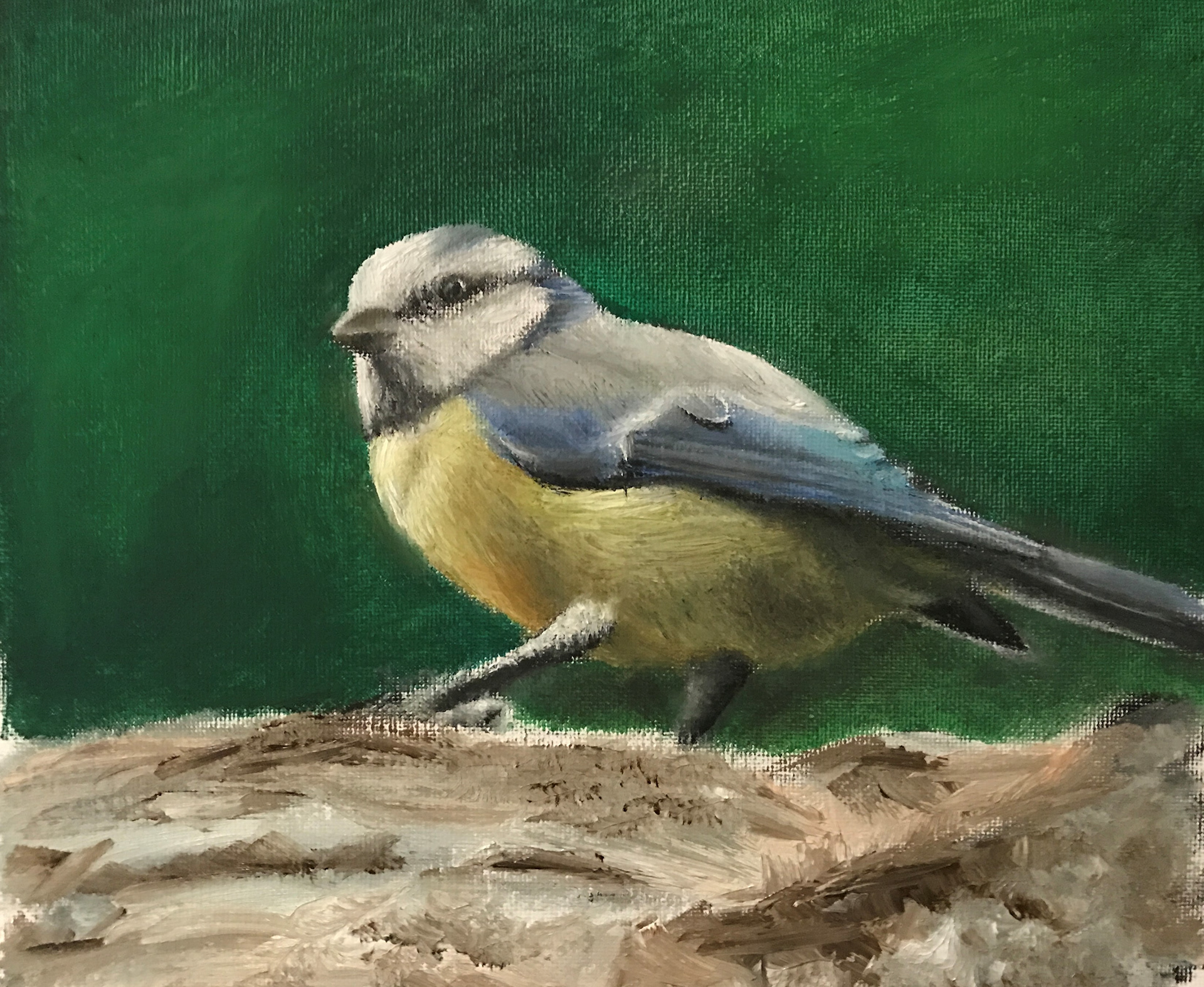Blue Tit, A4, Oil, Paper