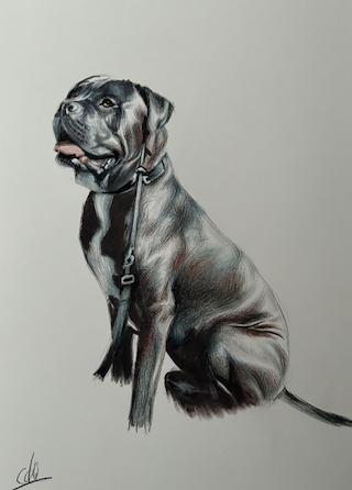 Dog, A4, Pencil, Paper