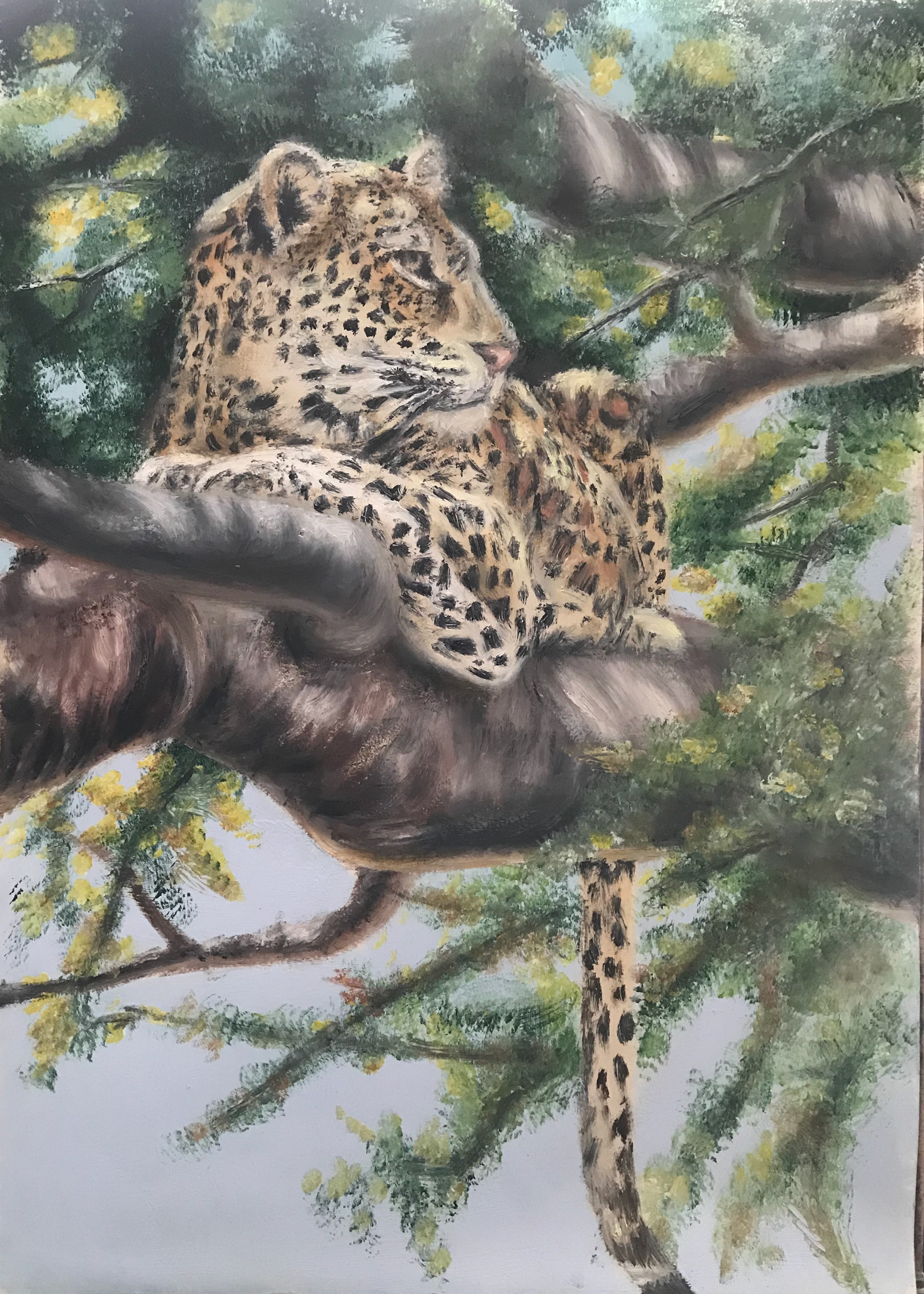 Leopard, A3, Oil, Paper