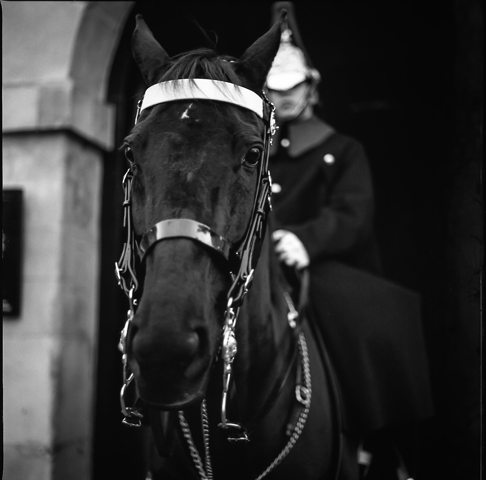 Horsetrait