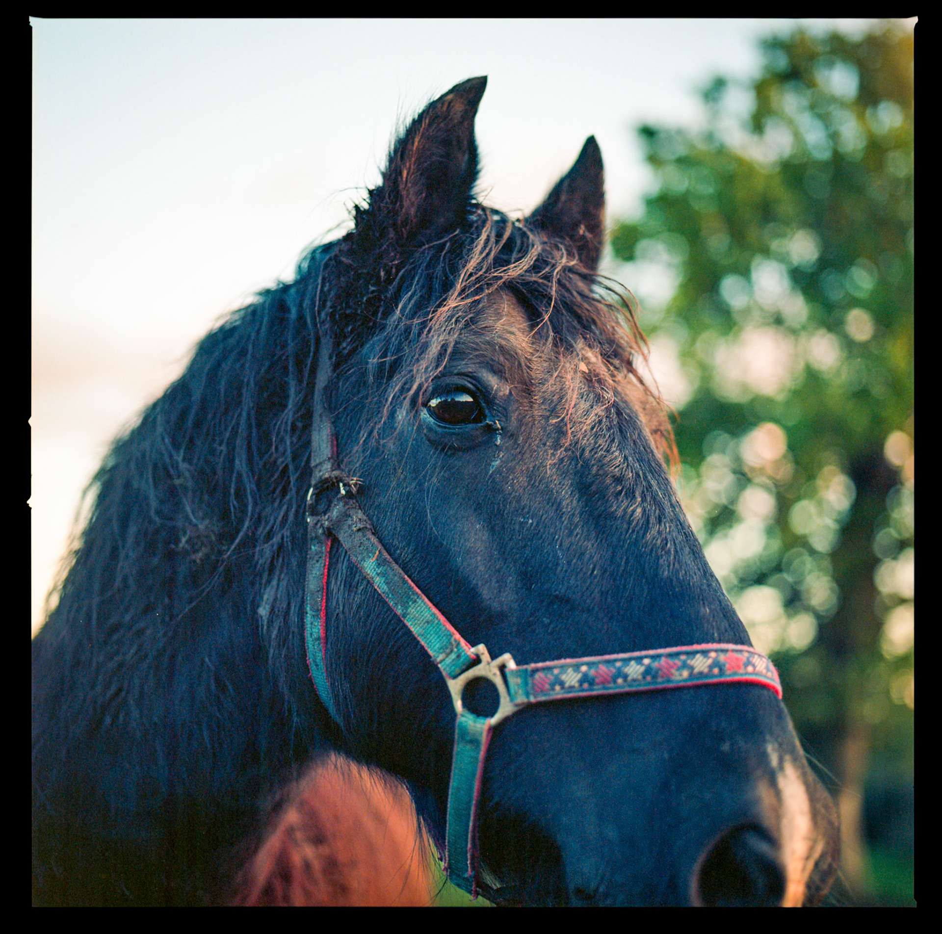 Black Horse