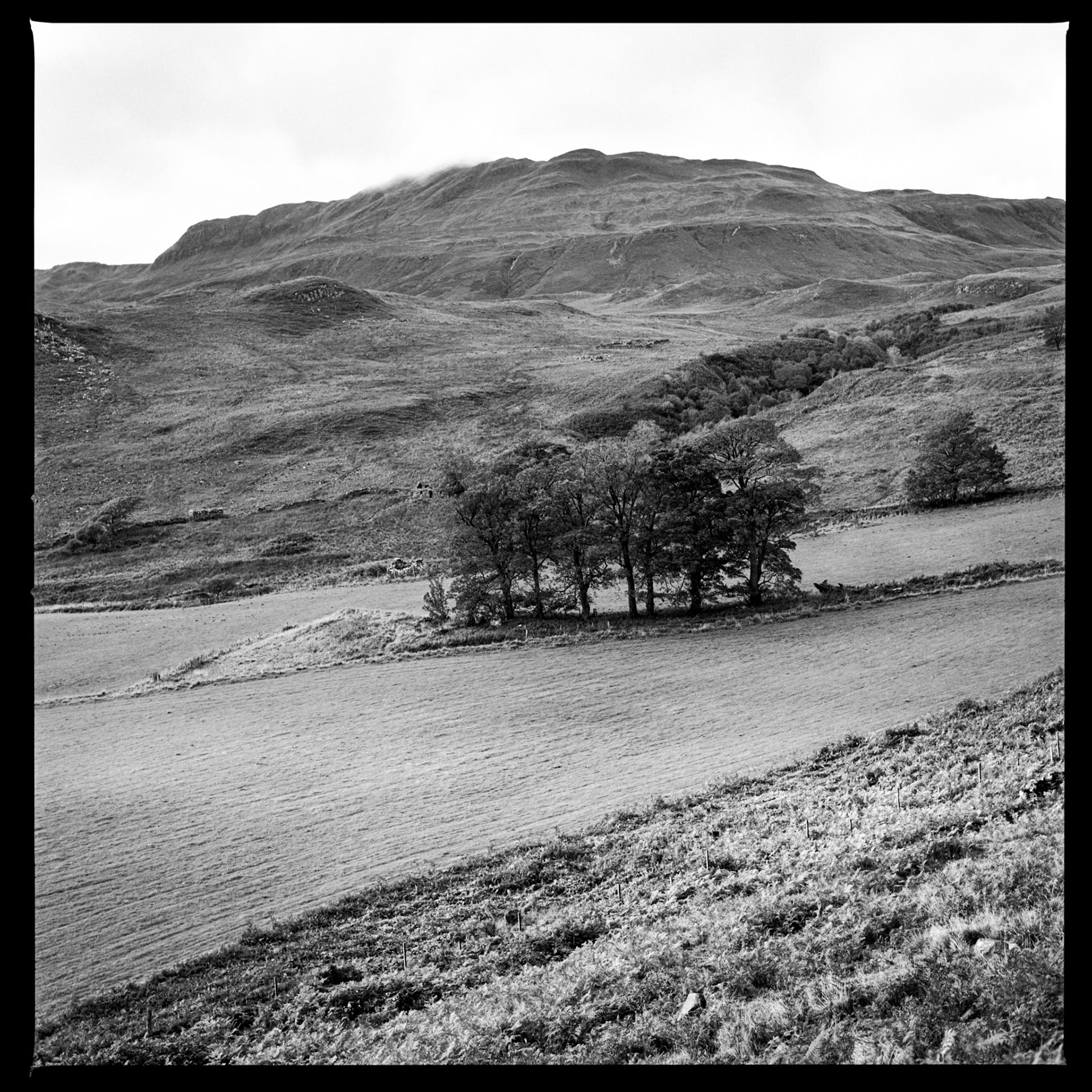 Copse
