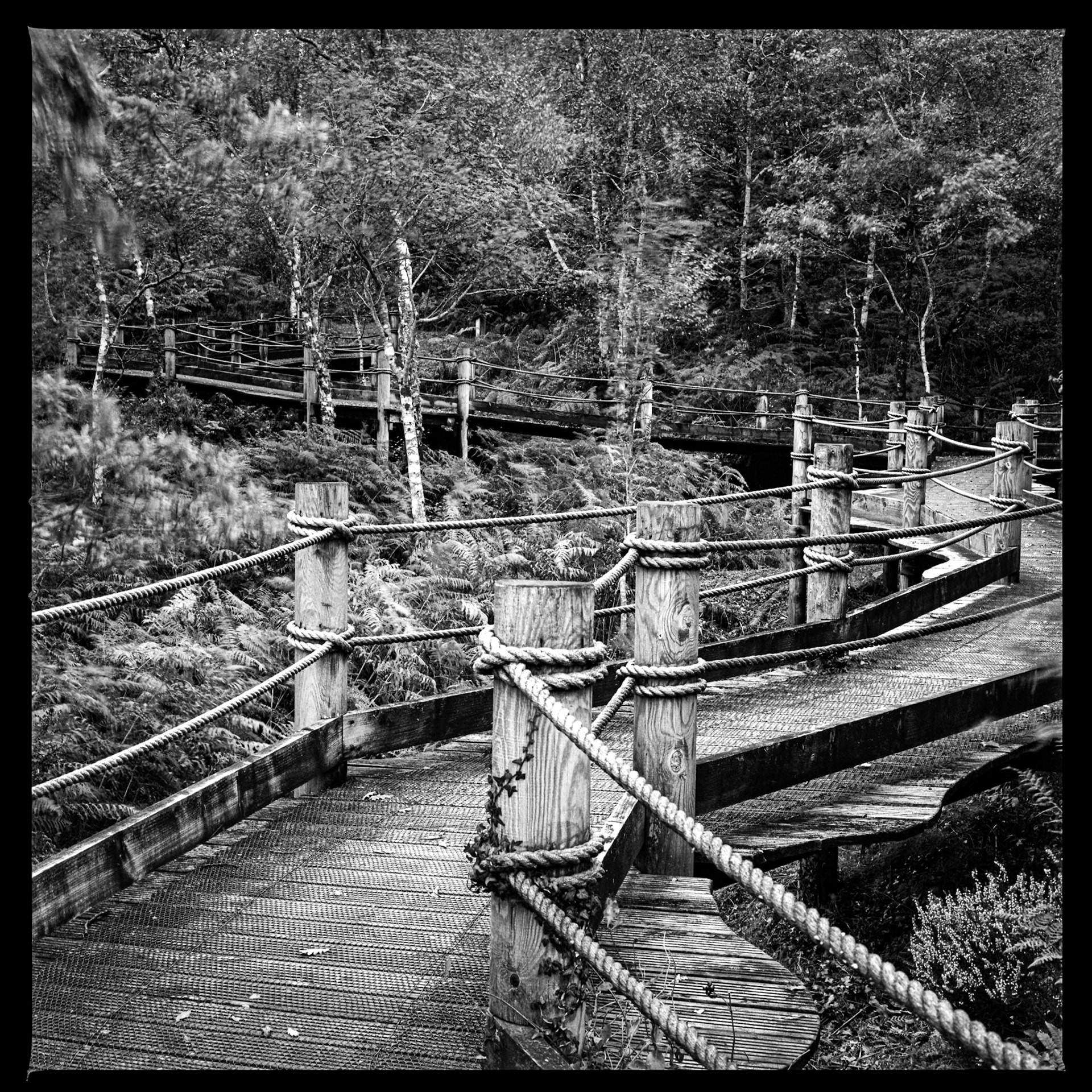 Board Walk