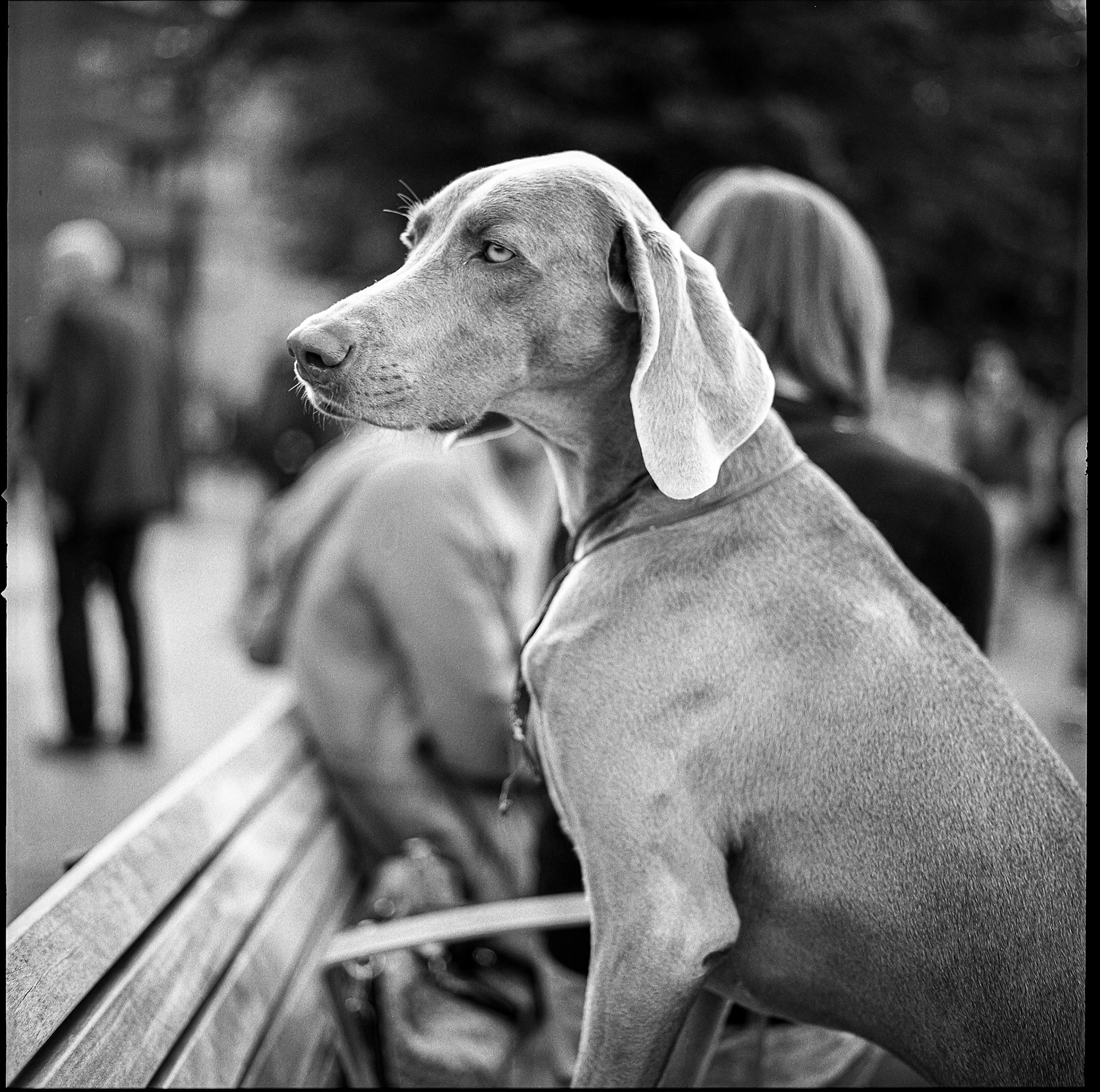 I'm not really a dog person but I have to say this weimaraner was quite a beautiful animal. Very restless and difficult to focus on with an old manual focus camera. I love this photo which captures the intensity of her gaze.