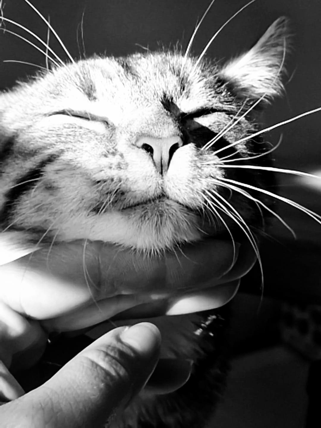 katten