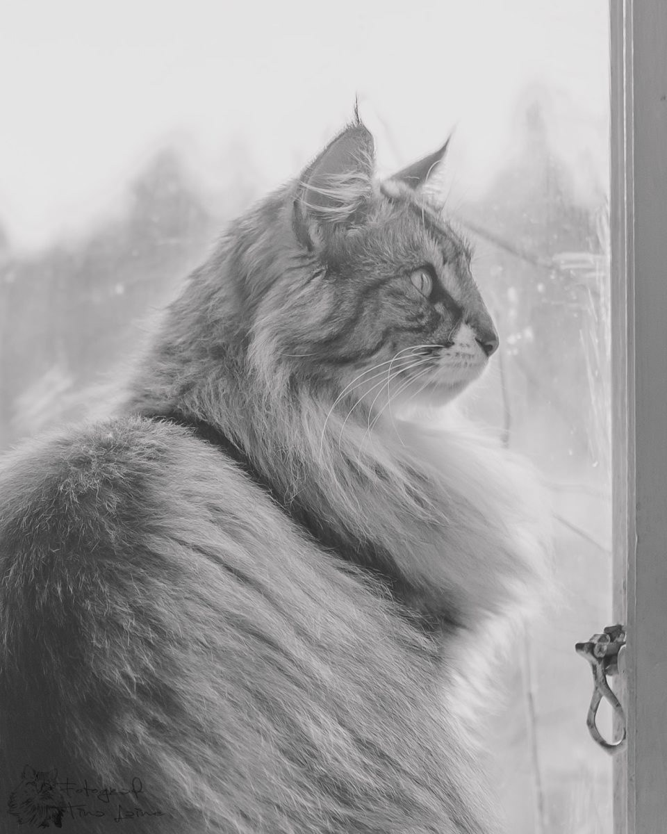 Kitty