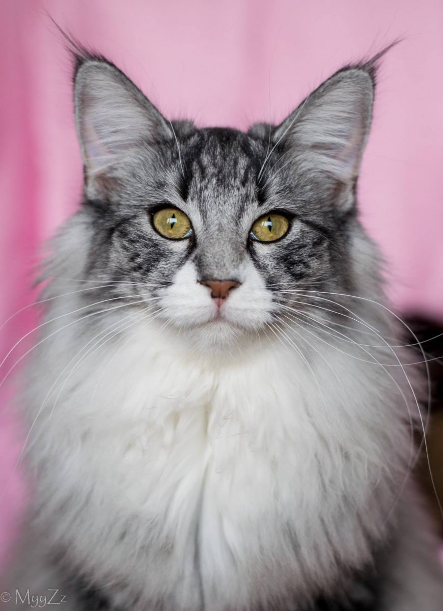 Kitty