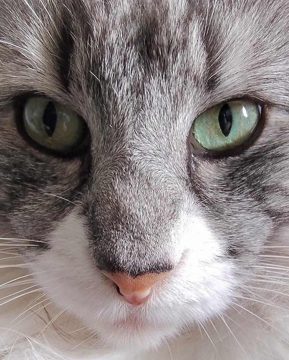 Kitty 