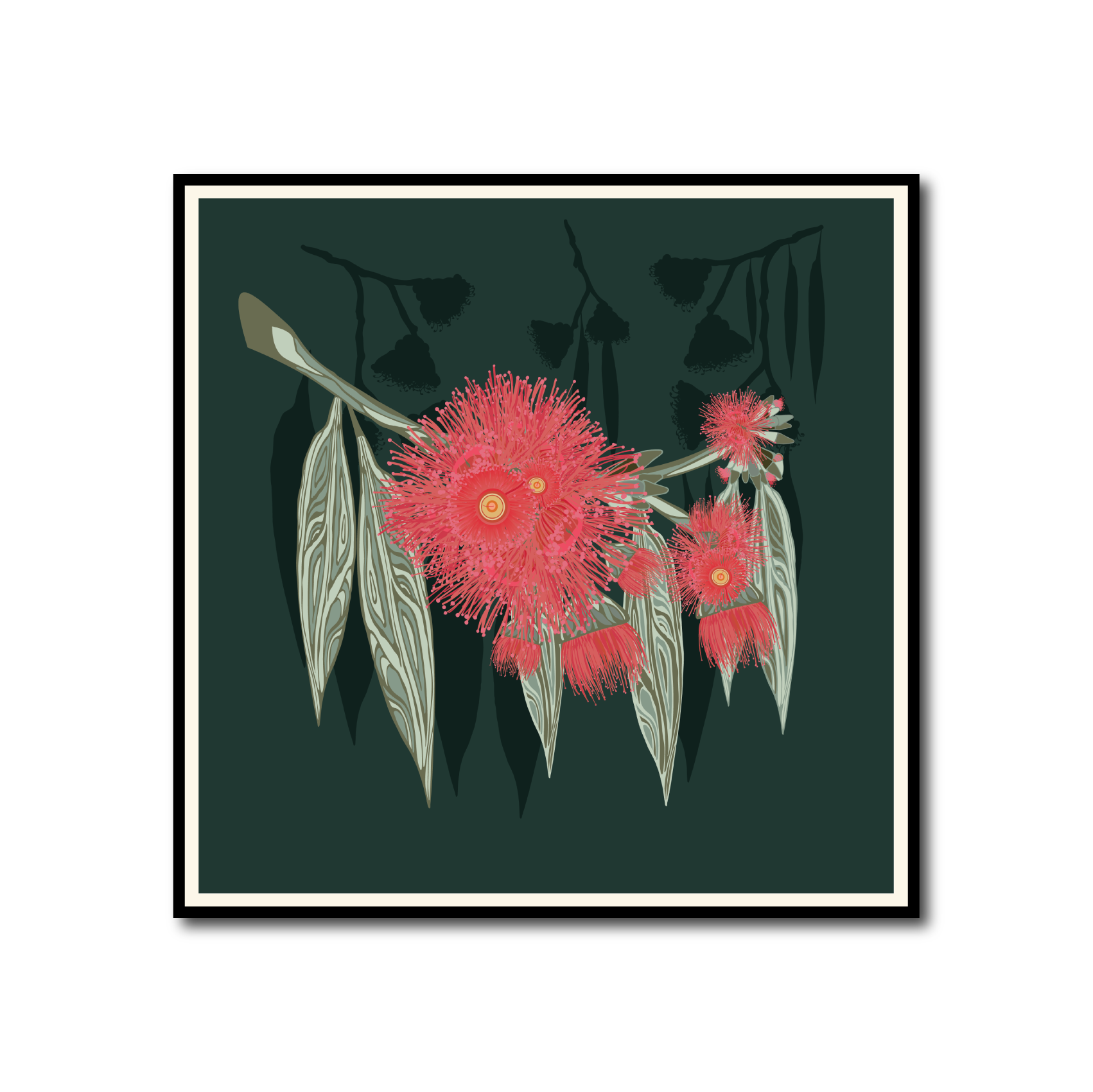 Eucalyptus Leucoxulon Rosea