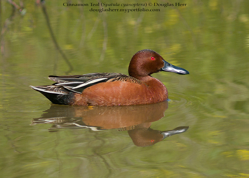 male Cinnamon Teal at Davis Wetlands with yellow blossoms reflected in the water.