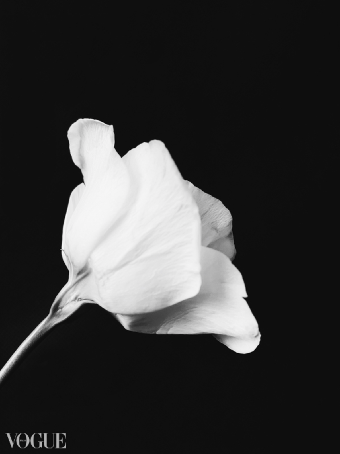 White Flowers - April 2021