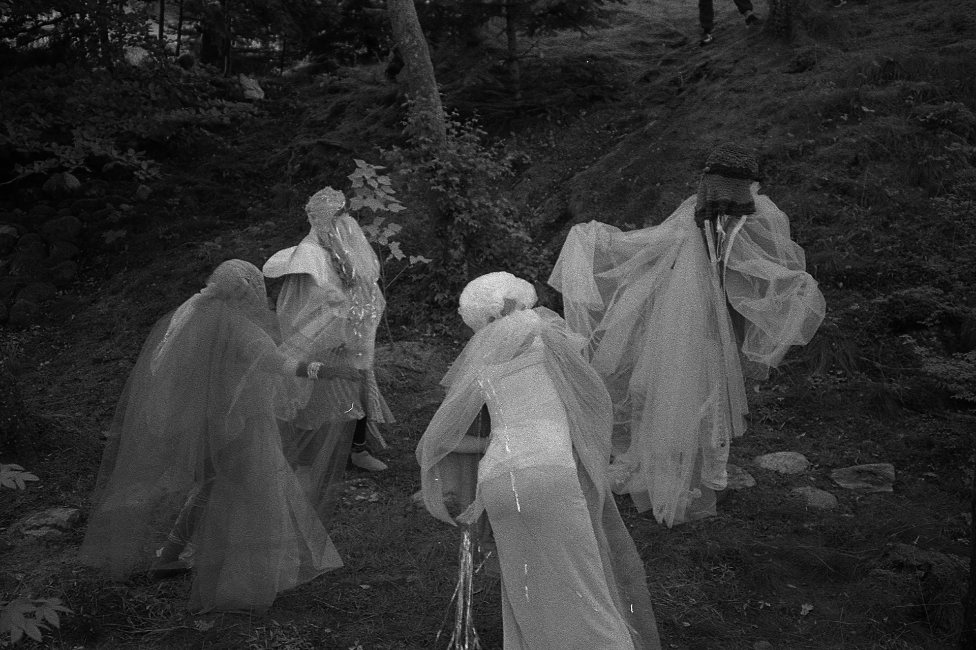 Jellyfishes, photo: Synne Bjørnsen