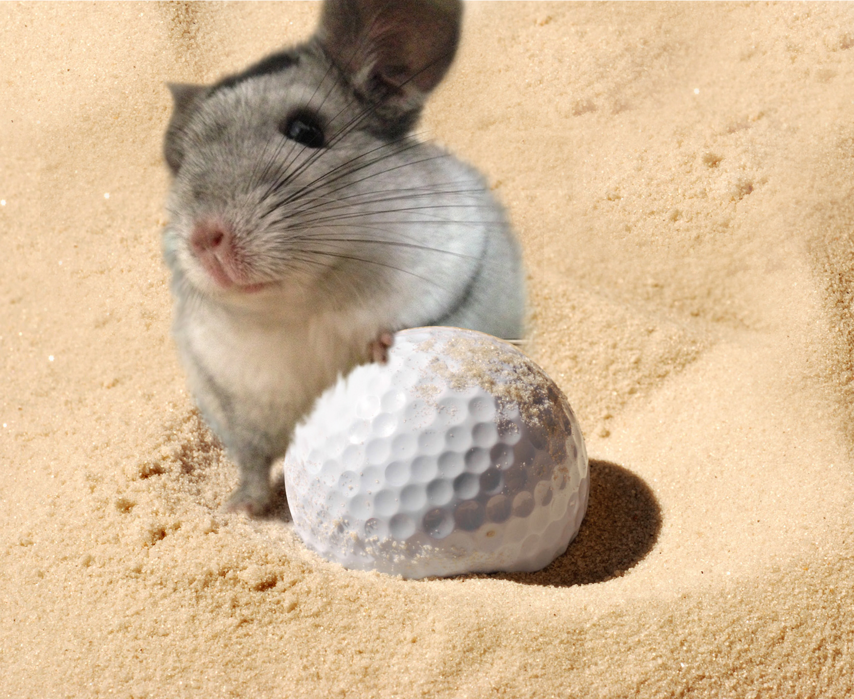 Oops...Raffy mistook a sand trap for a volcanic dust bath!