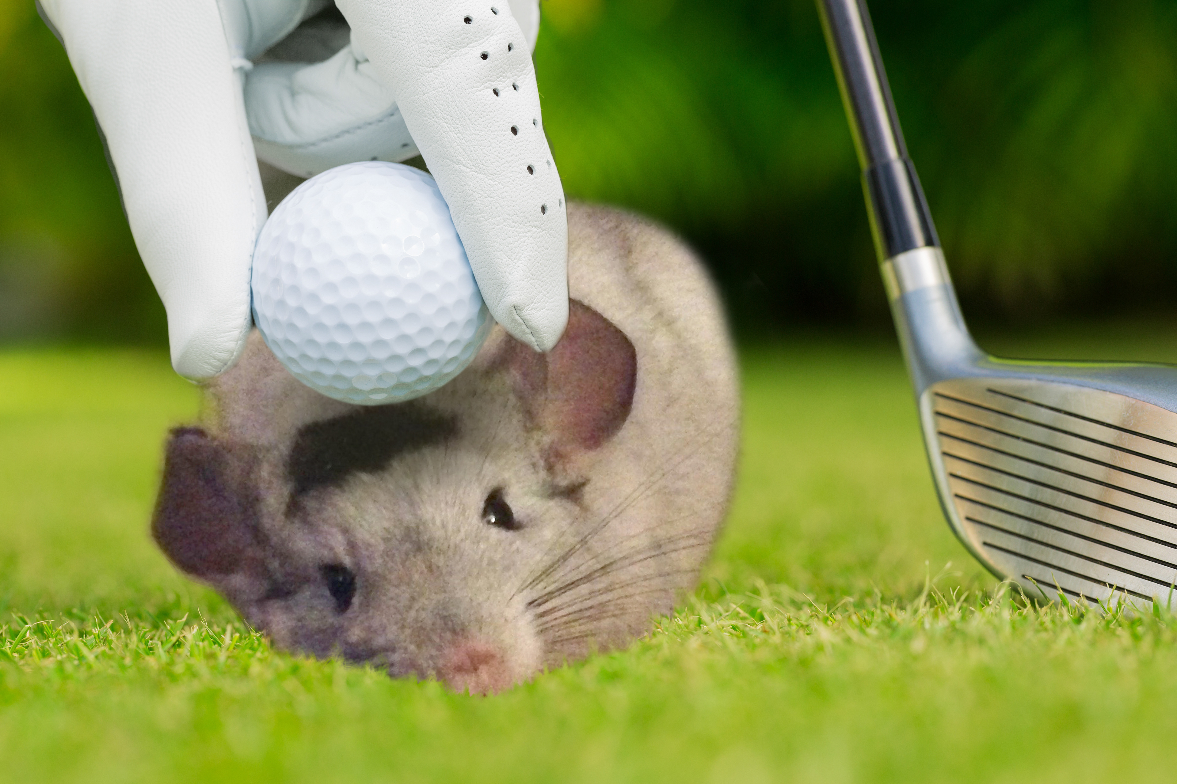 Whoops! He decided to take a nap in the Tee Box!