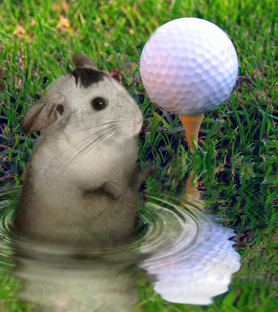 Uhoh...water hazard! Now his fur is never going to dry!