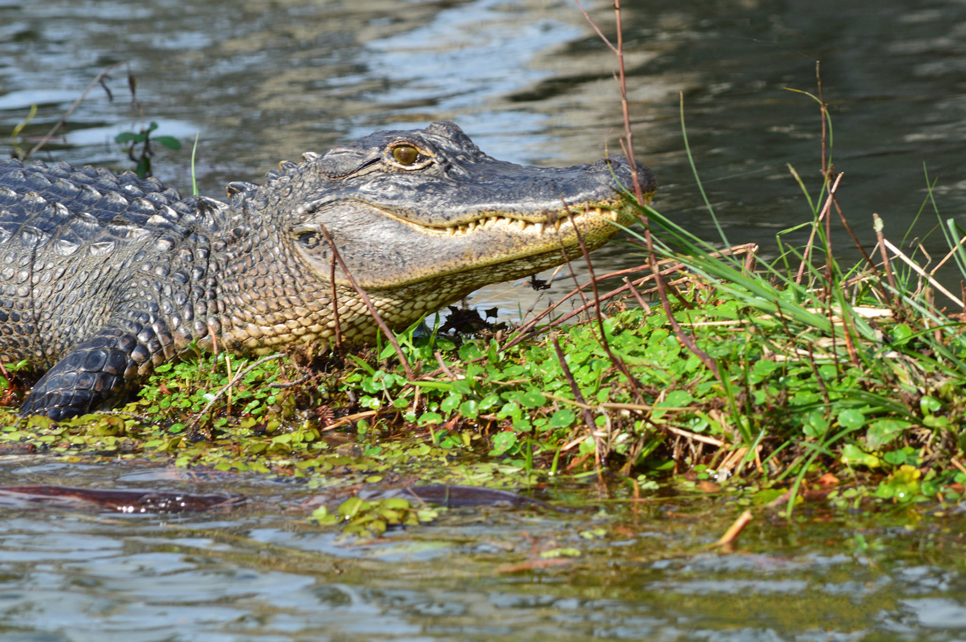 Camera Type: Nikon D3200ISO: 400Shutter Speed: 1/400Aperture: 11Documentation: I like the alligator and even while rocking on a boat, I could get it close up.