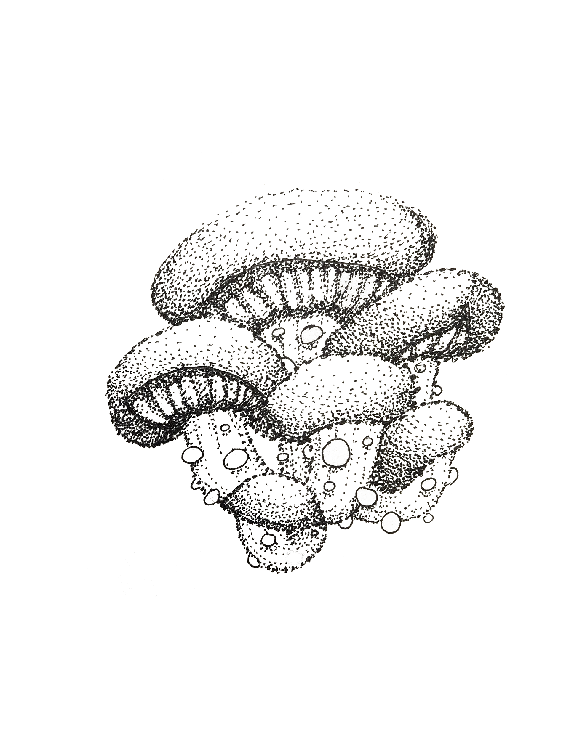 Stippling