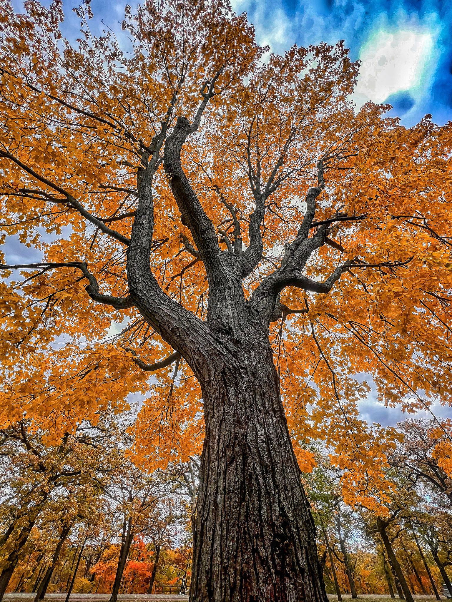 Autumn in Minneapolis