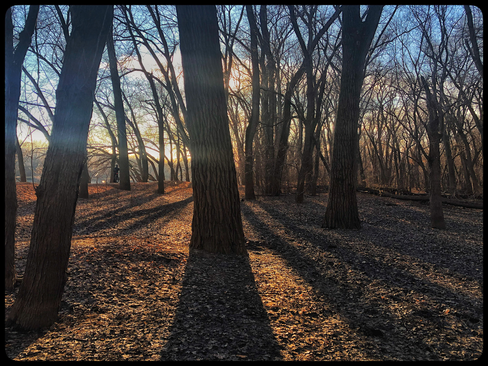 Mississippi River Bottoms, St. Paul, MN