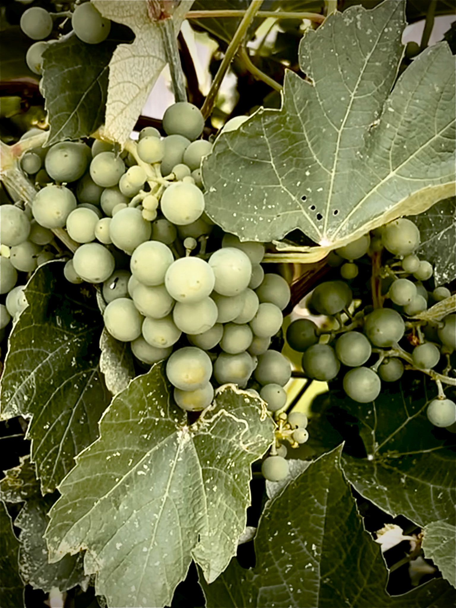 Grapes from our garden