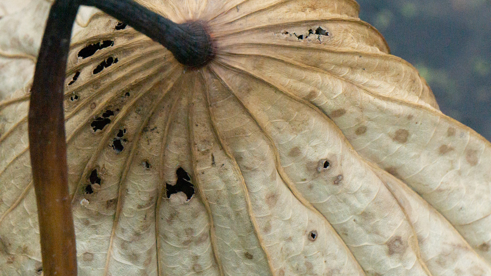 Water lotus leaf, fall, Black Dog Lake, MN.