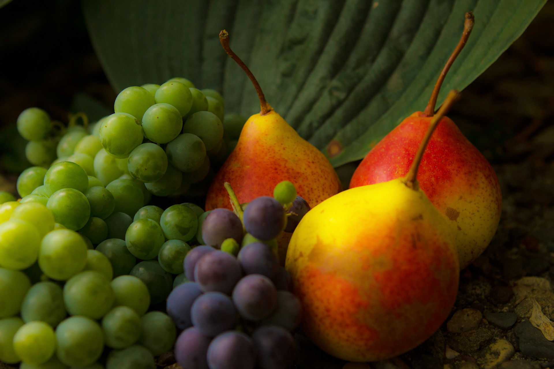 Pears and grapes from our garden No. 2