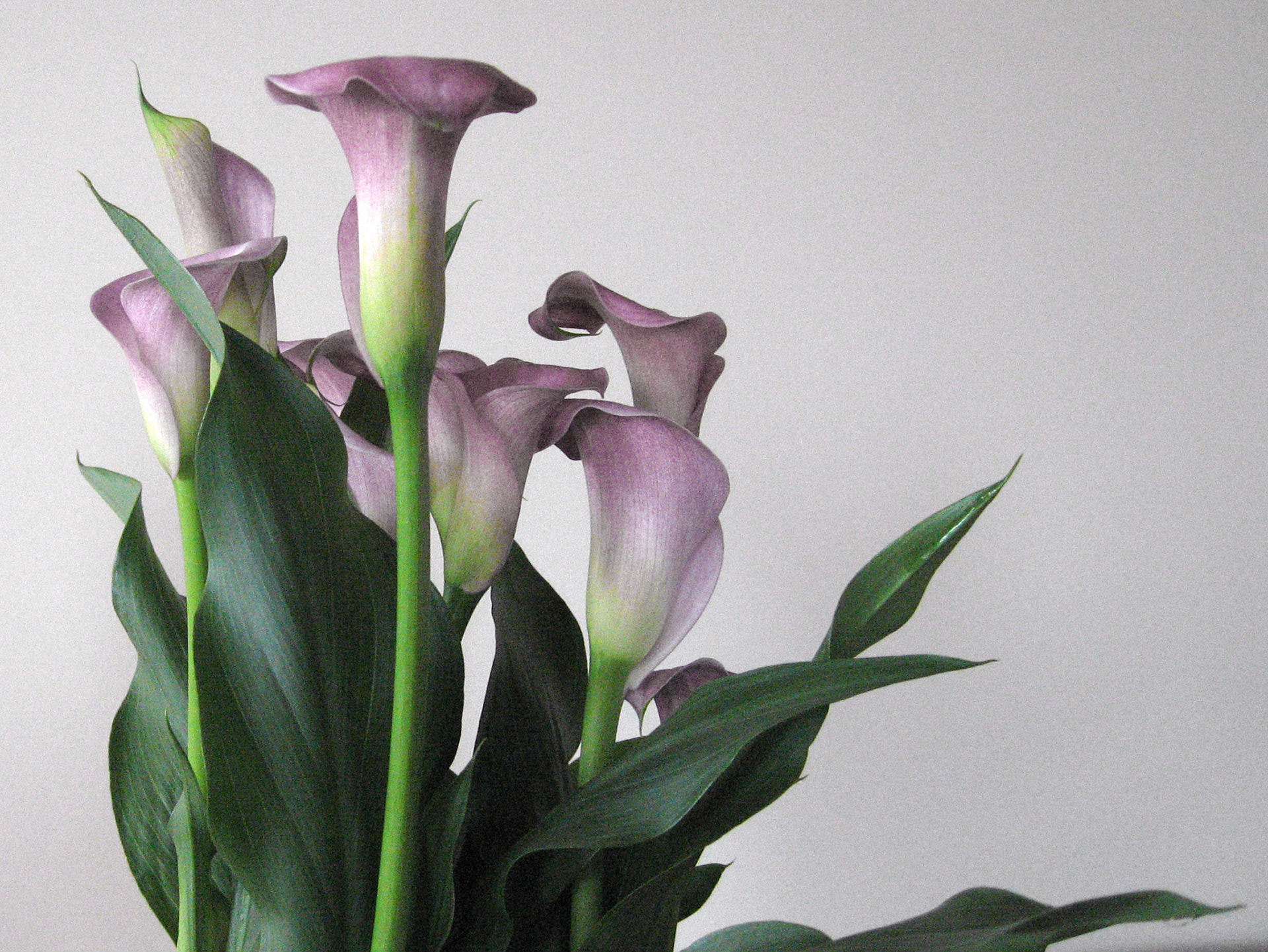 calla lilies