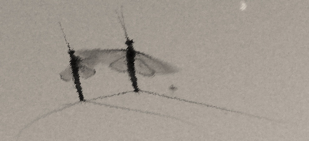 Summer bugs, Stockholm, Wisconsin