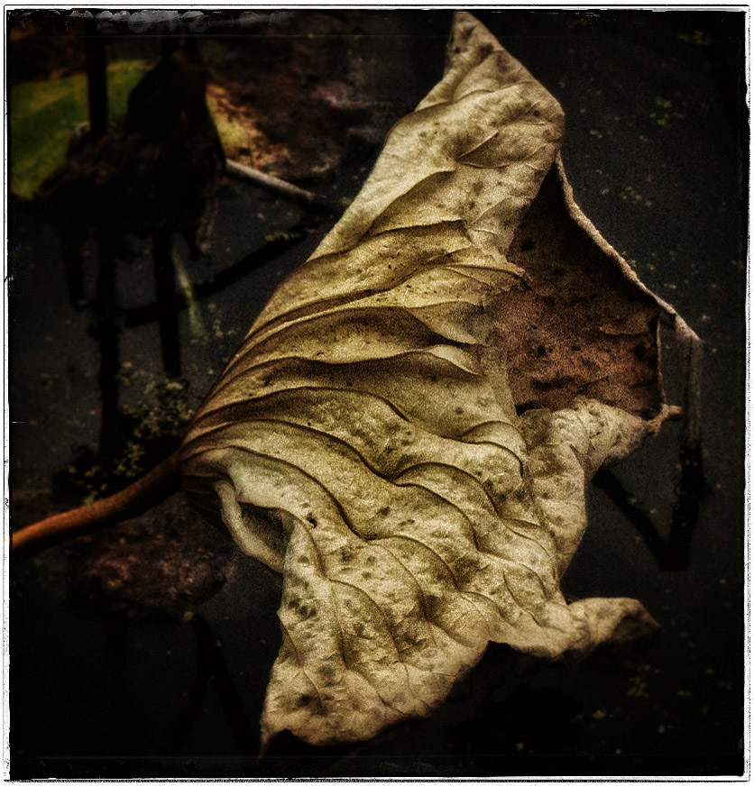 Water lotus leaf, fall. Black Dog Lake, MN.