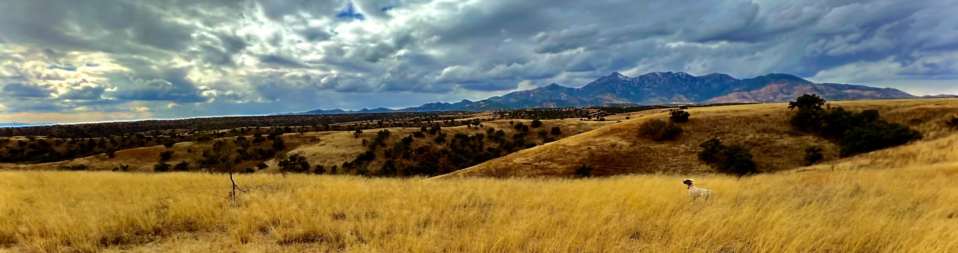 Baldur Hunting Birds,, Sonoita, Arizona