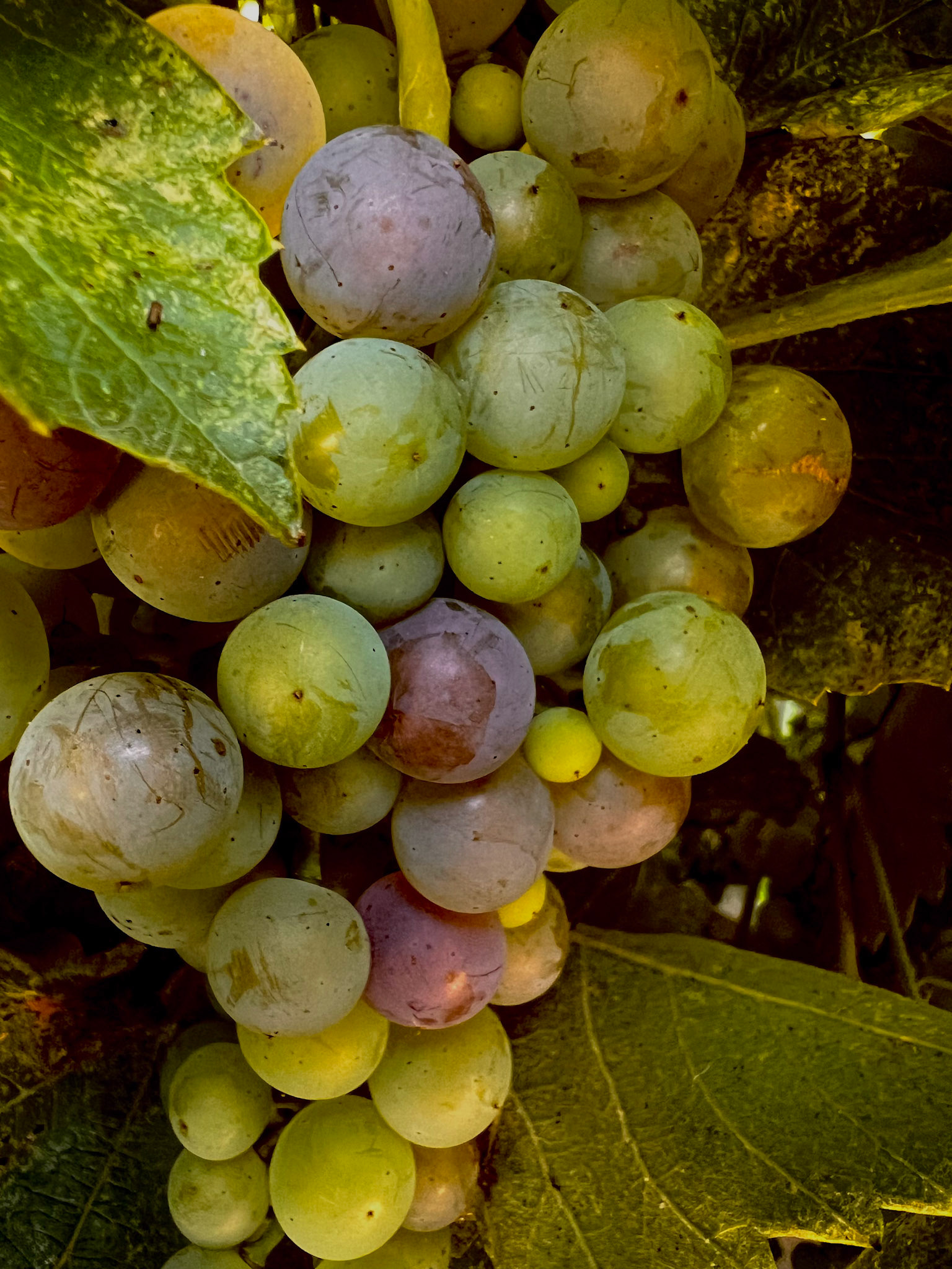 Grapes from our Garden