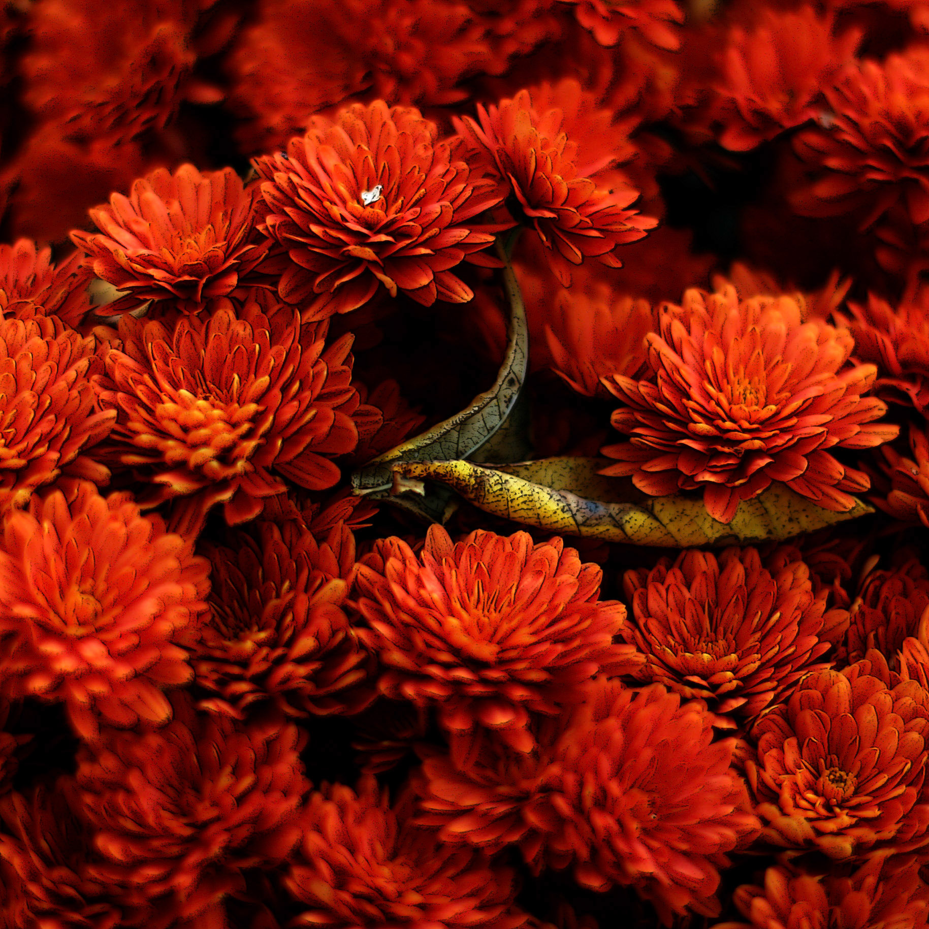 Fall Mums