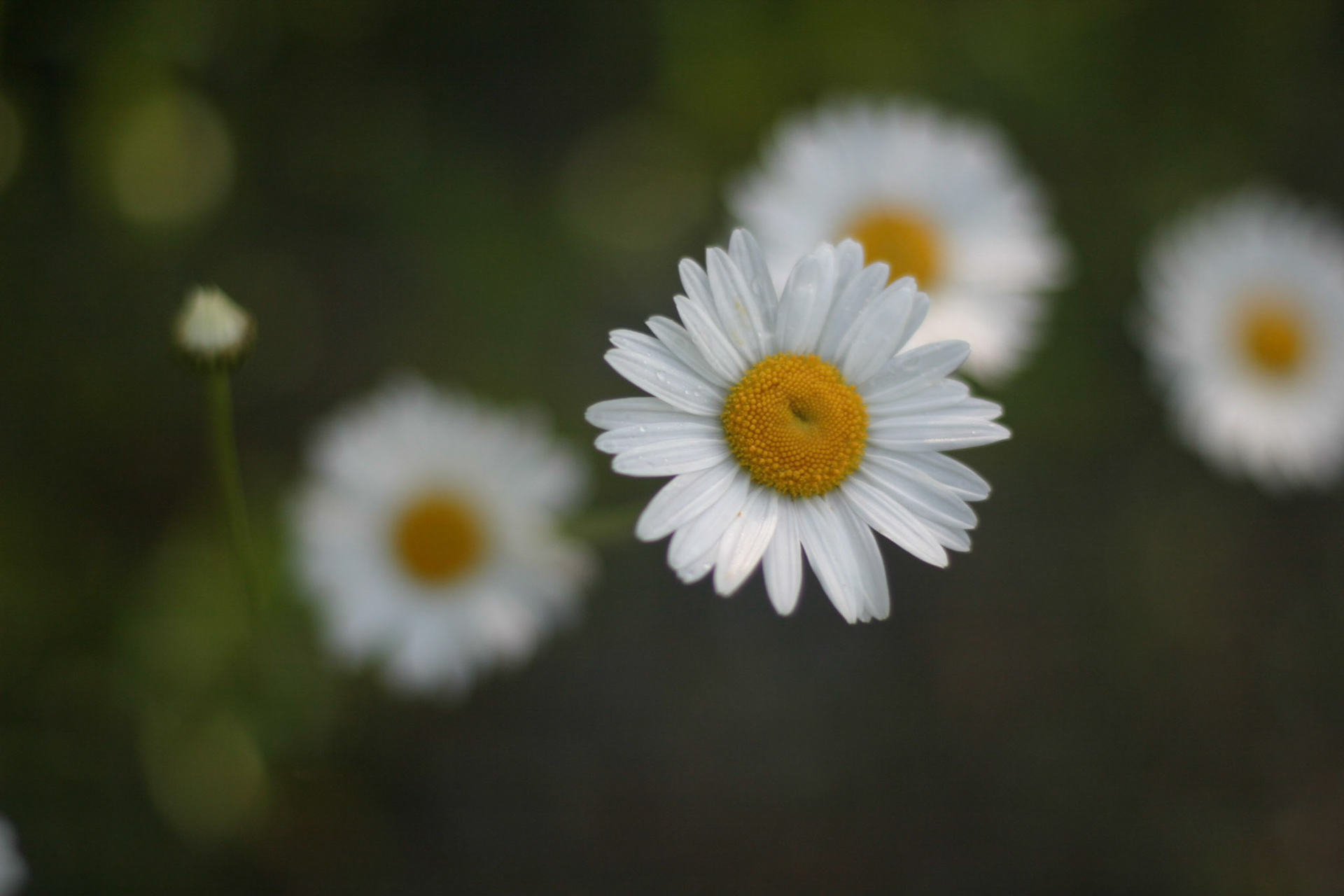 Northern Minnesota Daisies