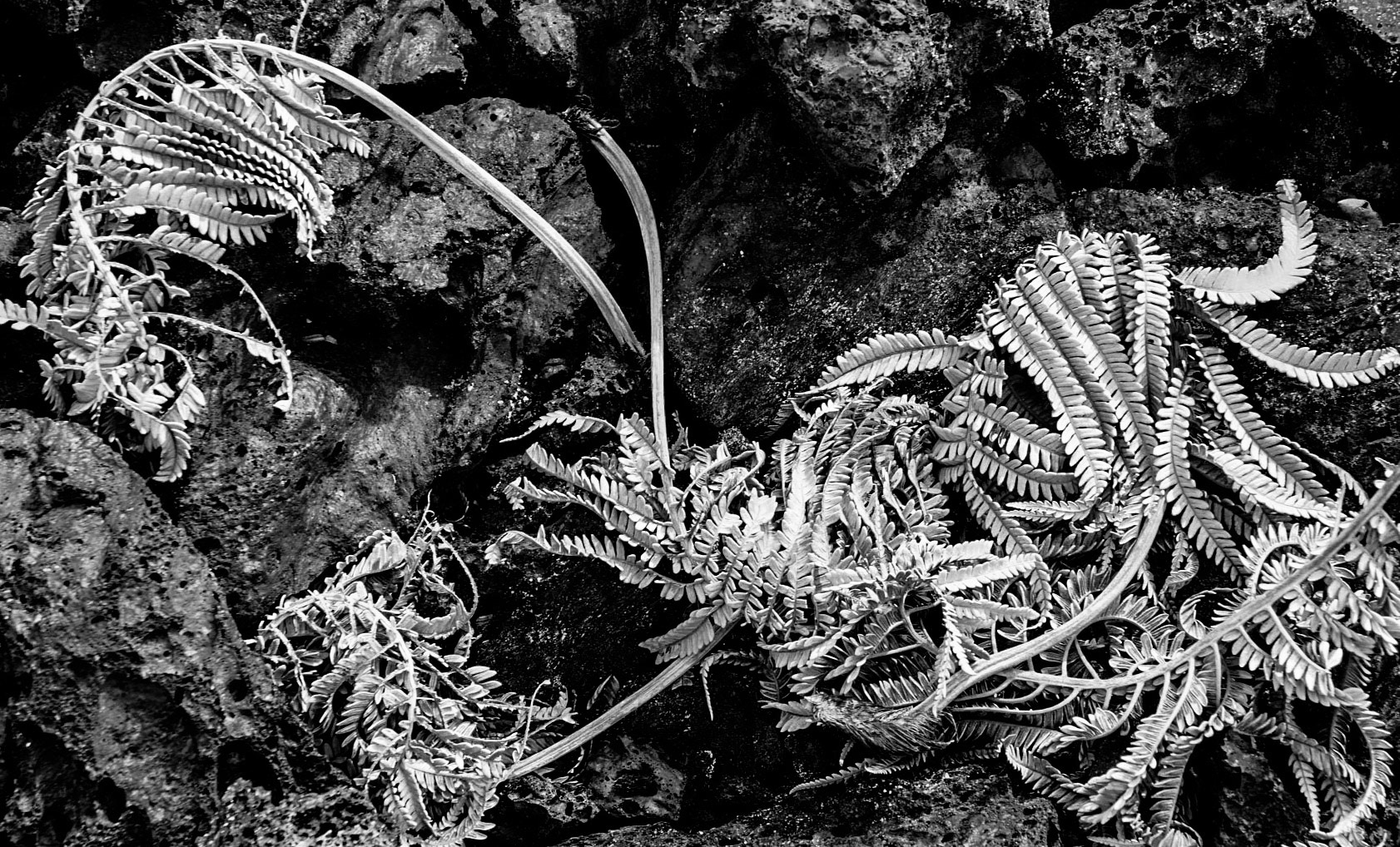 Ferns, Ely, MN.