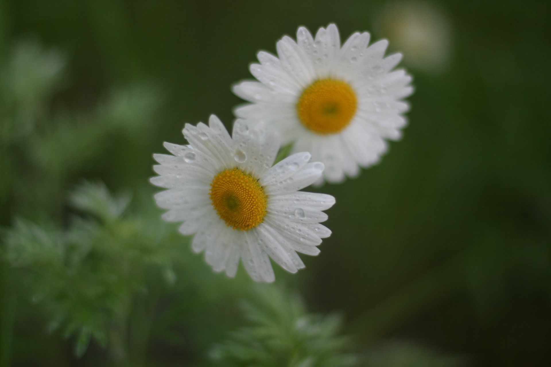 Northern Minnesota Daisies