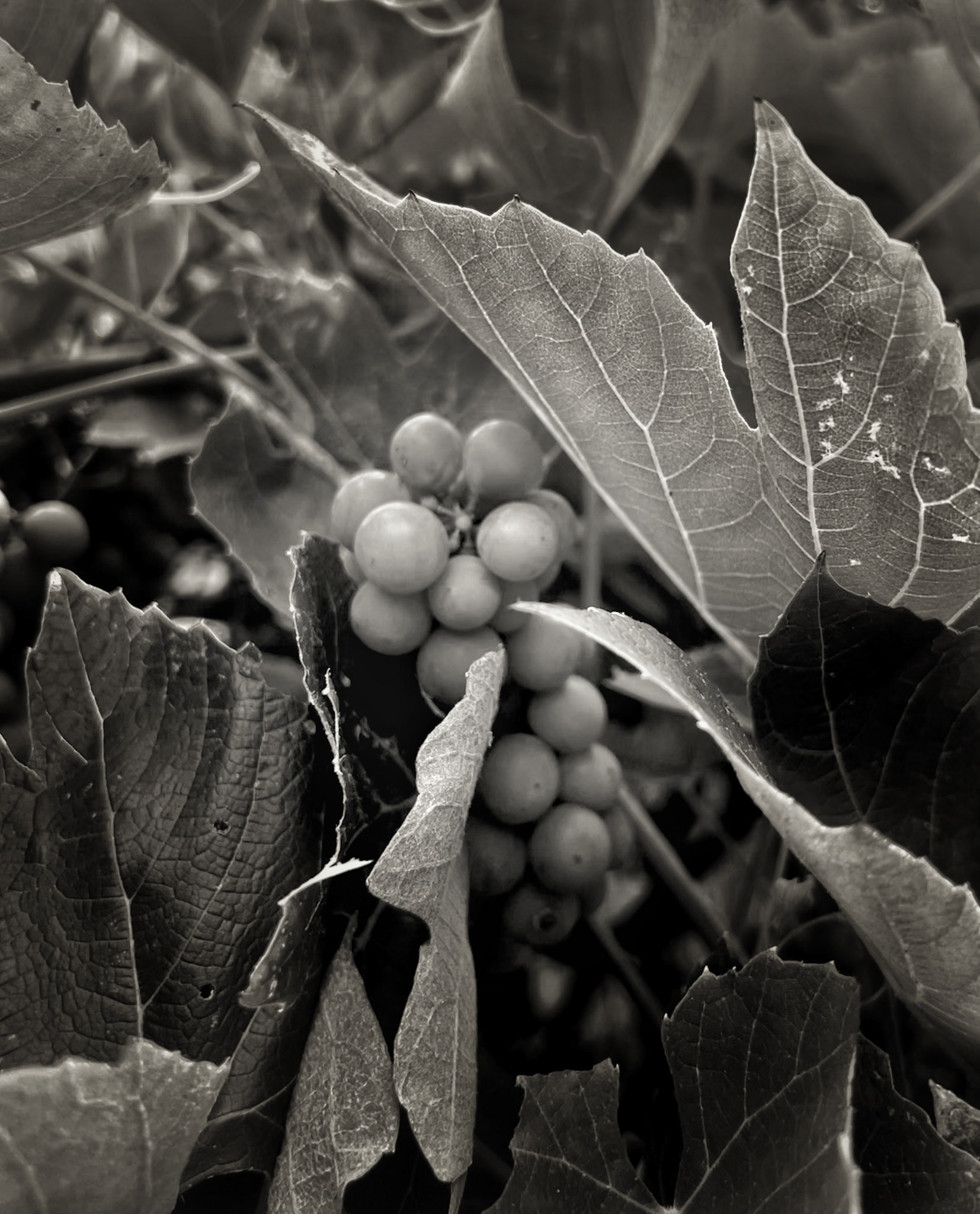 Grapes from our garden