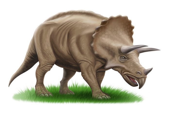 triceratops | Educational