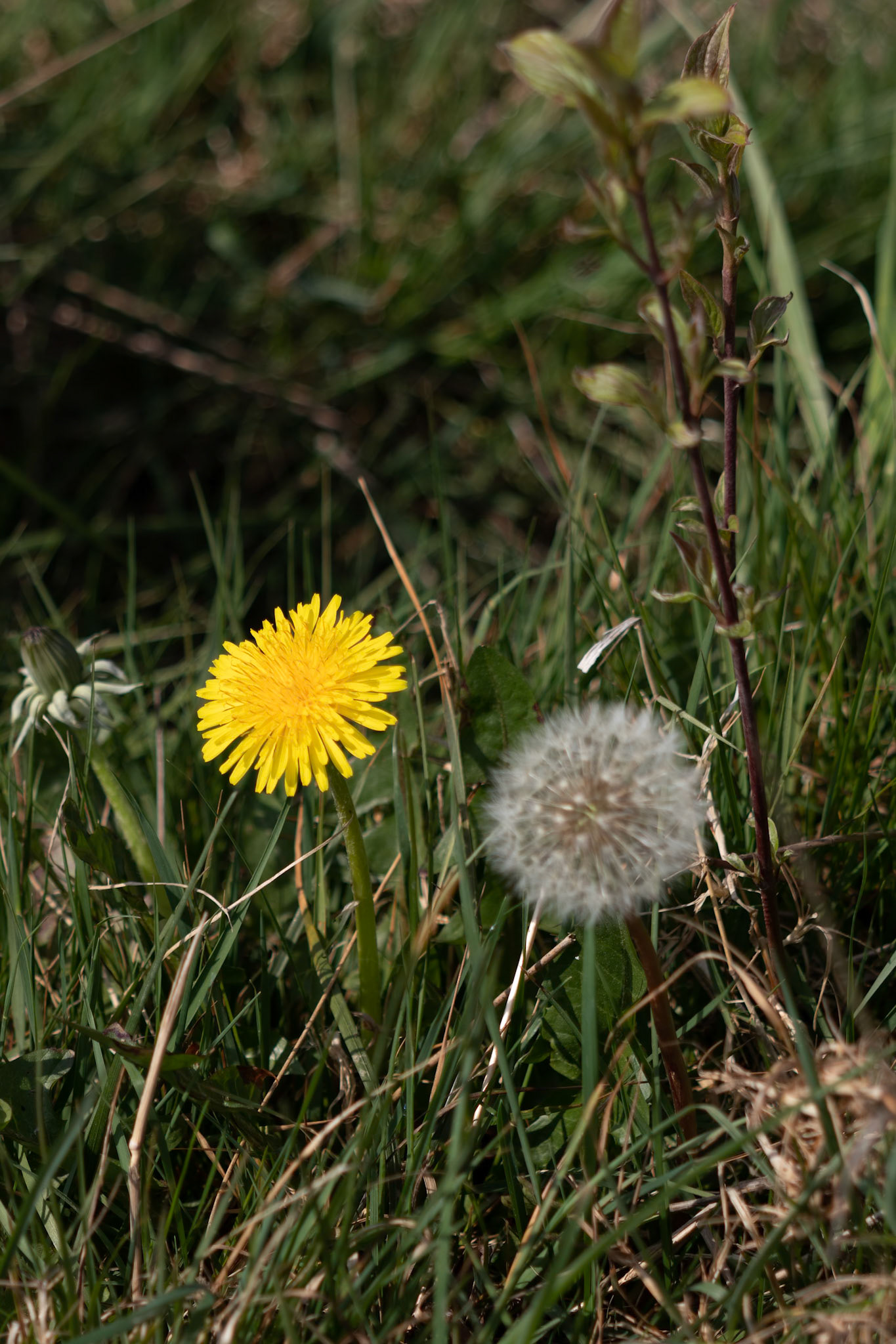 Close-up of a Dandelion flower (Taraxacum) and seed head in a field near East Grinstead