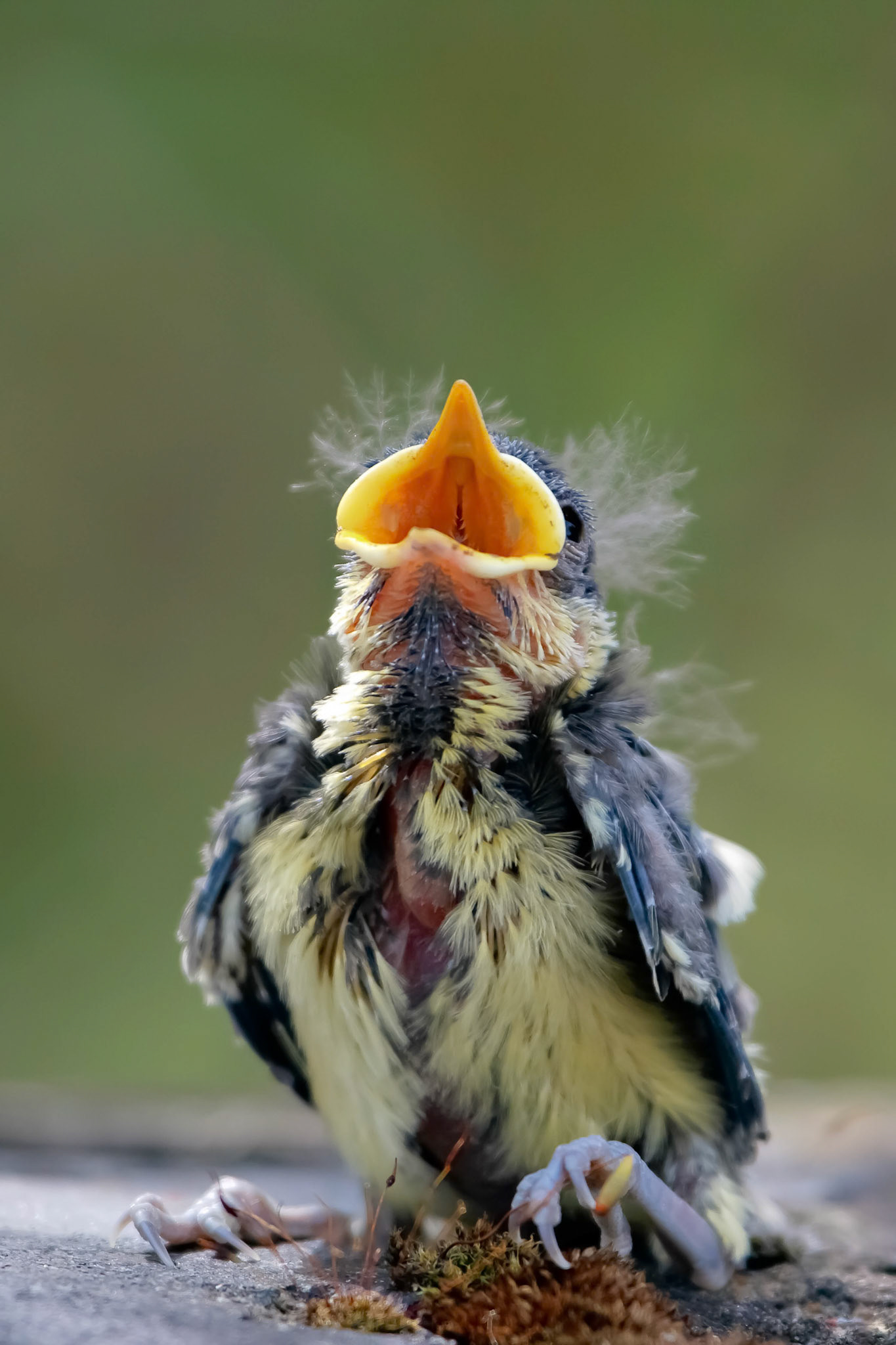Blue Tit (Cyanistes caeruleus) Fledgling Just Evicted from the Nest