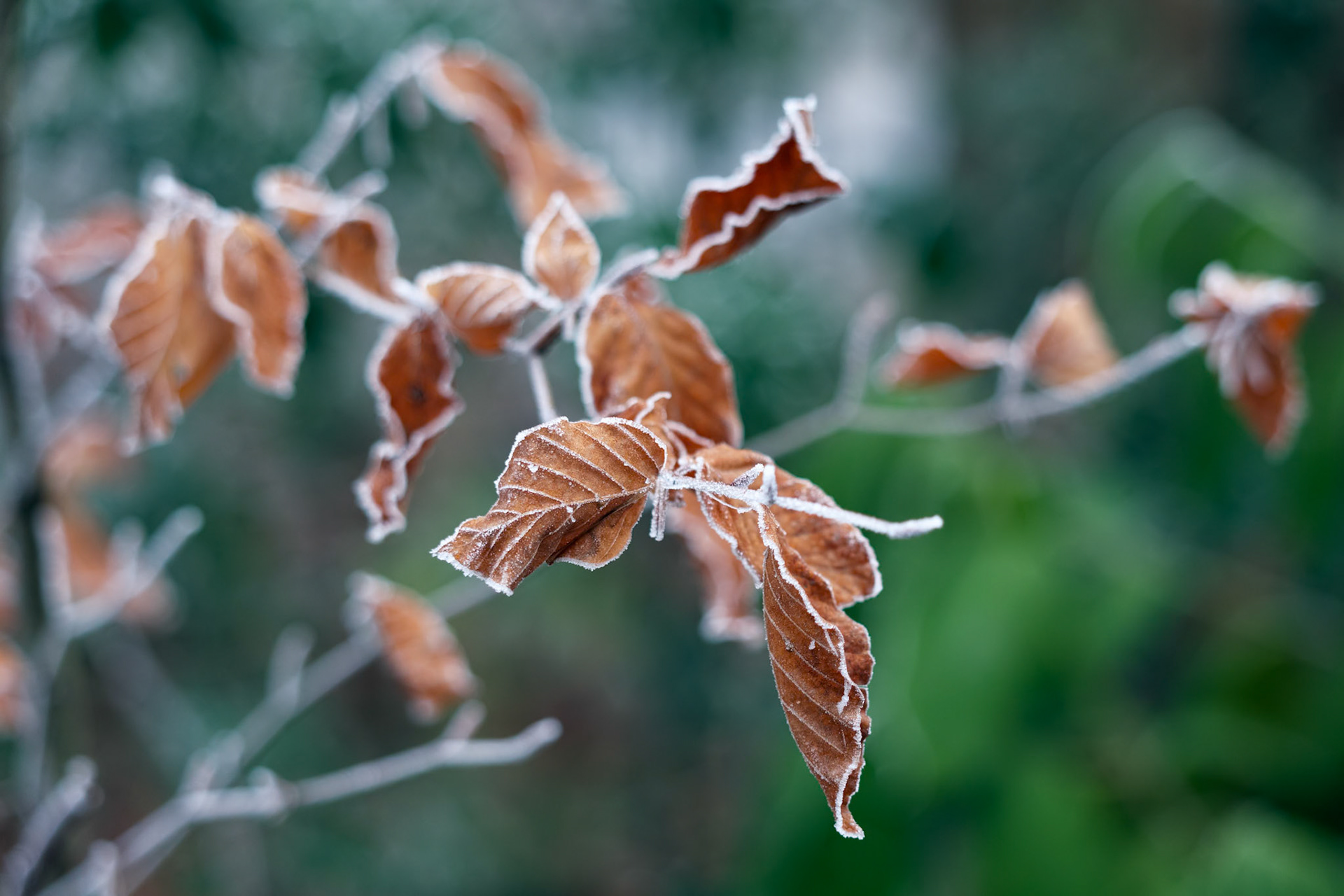 Frozen leaves of a Beech tree covered with frost