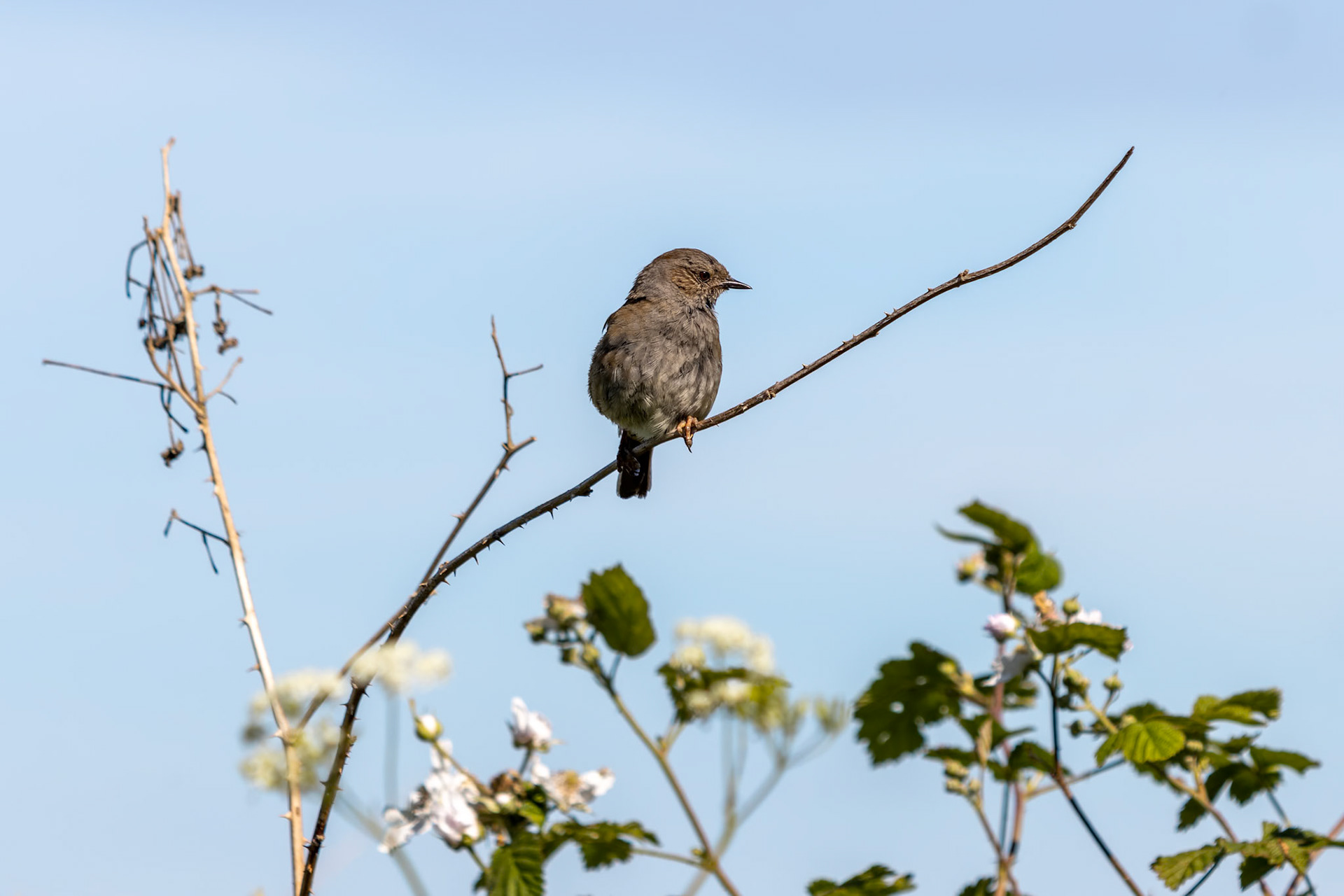 Hedge Accentor (Dunnock) perching on a dead stem near East Grinstead