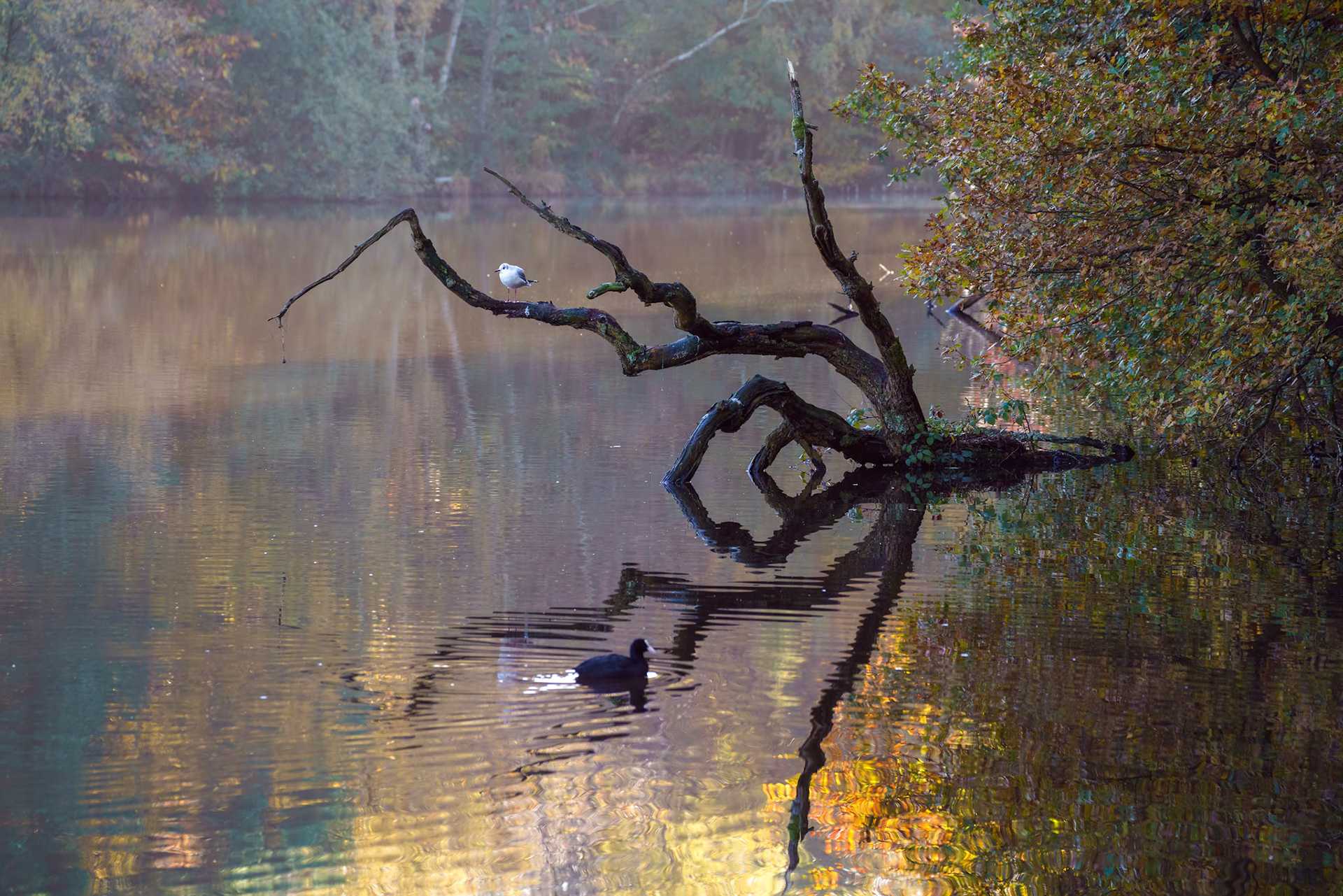 Seagull resting on a dead tree at Douster pond in West Sussex