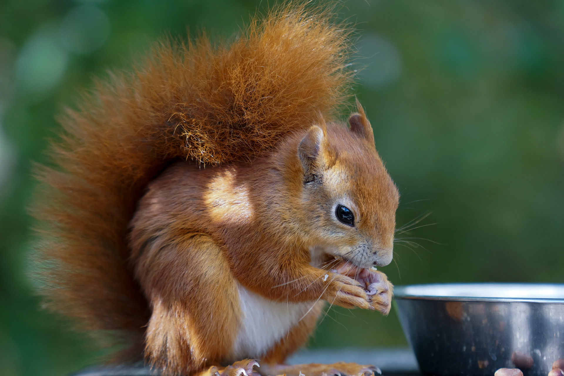 Eurasian Red Squirrel (Sciurus vulgaris)