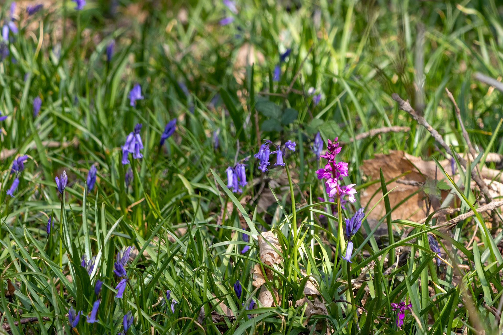 Early Purple Orchid (Orchis mascula) flowering among the bluebells near East Grinstead